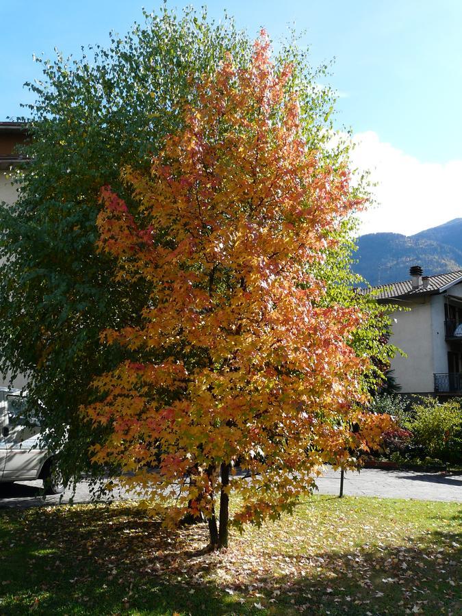 La Casa Di Clara Bed & Breakfast Esine Dış mekan fotoğraf