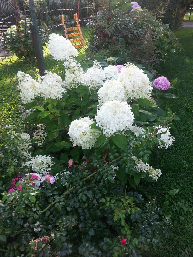 La Casa Di Clara Bed & Breakfast Esine Dış mekan fotoğraf